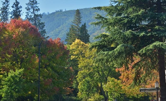 fall trees